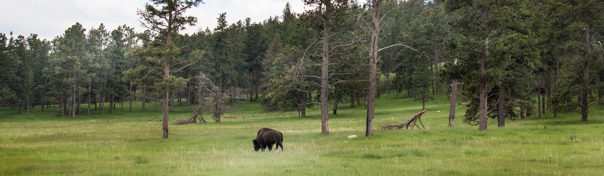 SD State Hunting and Fishing Regulations